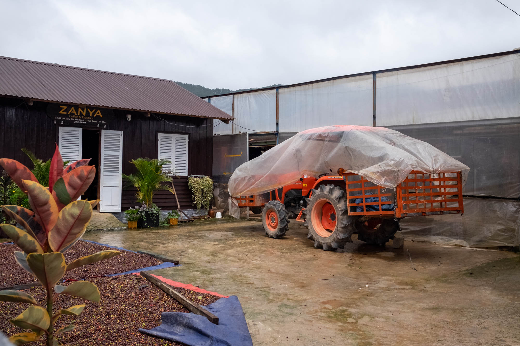 Pohled na dvůr pražírny Zanya Coffee & Roastery s oranžovým traktorem a kávou sušící se na zemi